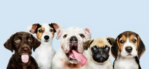 Pet care services: Keep your furry friend happy and healthy with Clubby's pet care services