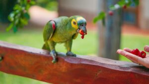 Pet-friendly travel: Travel with your pet stress-free thanks to Clubby's pet-friendly travel options