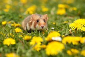 Pet socialization: Help your pet develop healthy relationships with other animals through Clubby's pet socialization services